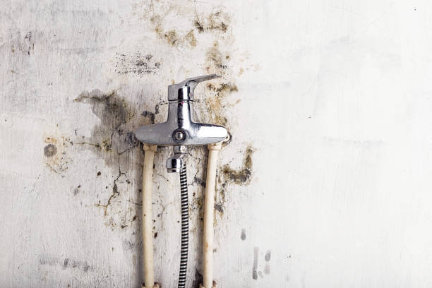 Best Toxic Mold Removal  in Brodhead, WI