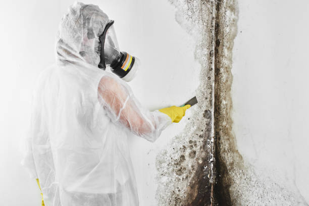 Best Fast Mold Removal  in Brodhead, WI