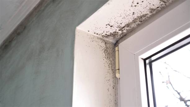 Best Fast Mold Removal  in Brodhead, WI