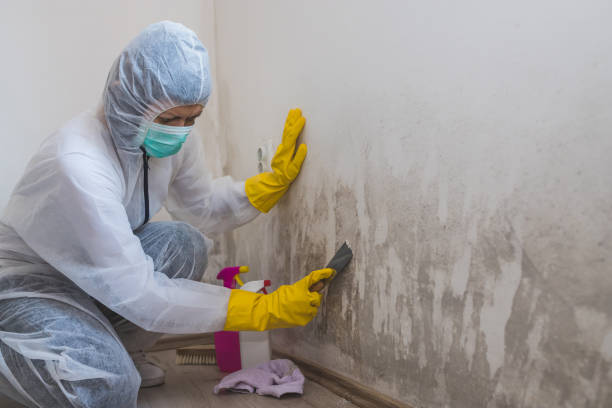 Attic Mold Removal in Brodhead, WI