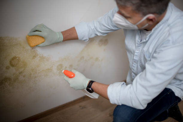 Best Same-Day Mold Removal  in Brodhead, WI