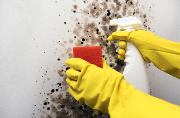 Best Mold Testing  in Brodhead, WI