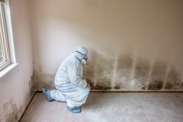 Best Office Mold Removal Services  in Brodhead, WI