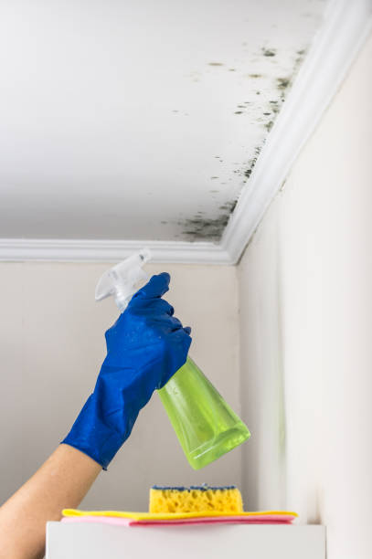 Best Professional Mold Removal  in Brodhead, WI