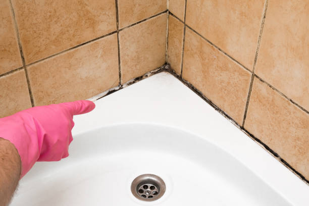 Best Certified Mold Removal  in Brodhead, WI
